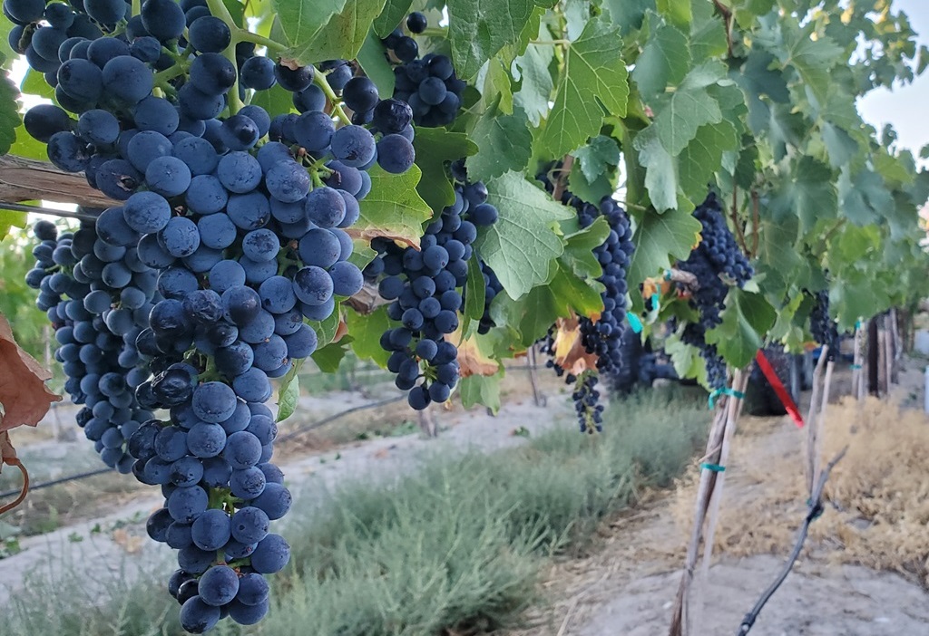 ripe red wine grapes on the vine